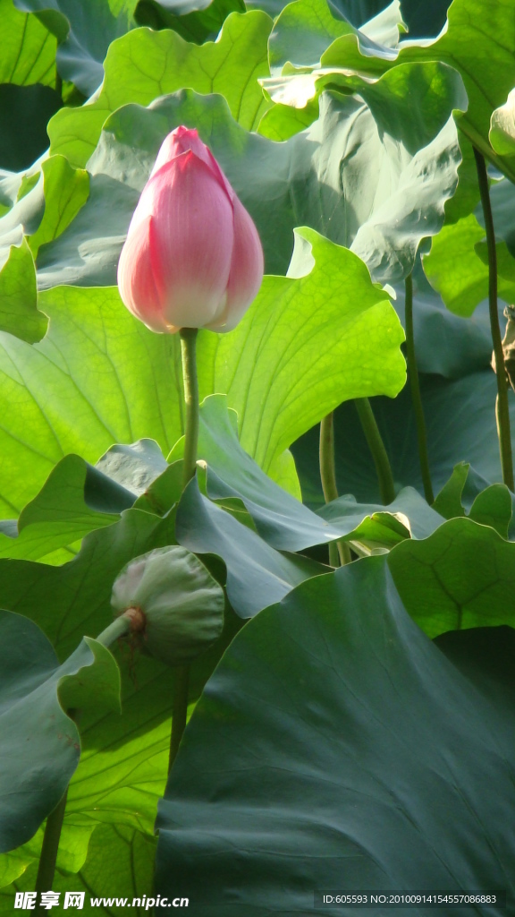 荷花