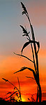 夕阳如画
