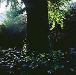 大树