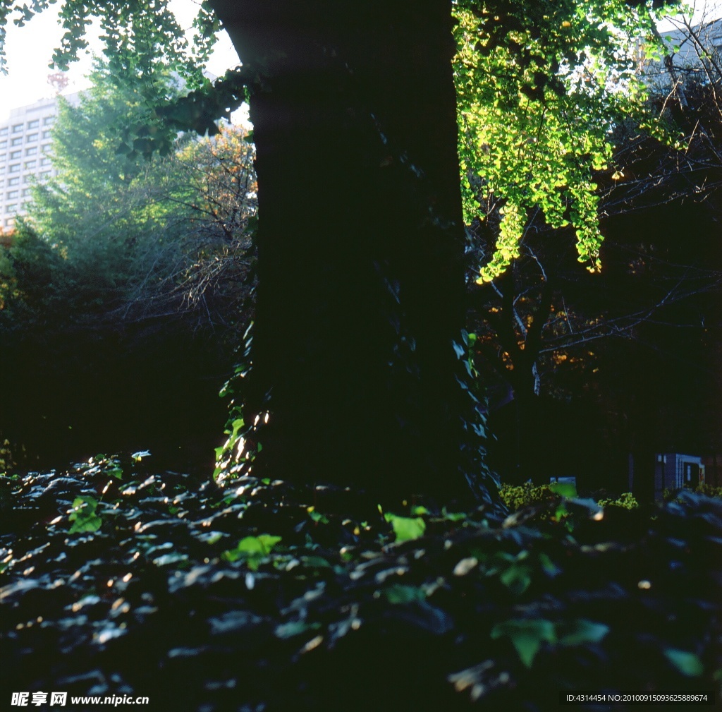 大树