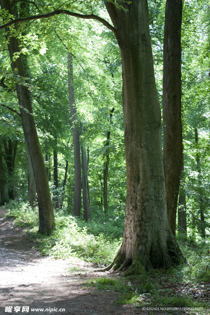 路边的大树