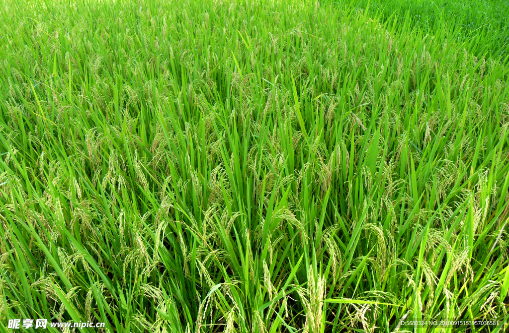 田园风光