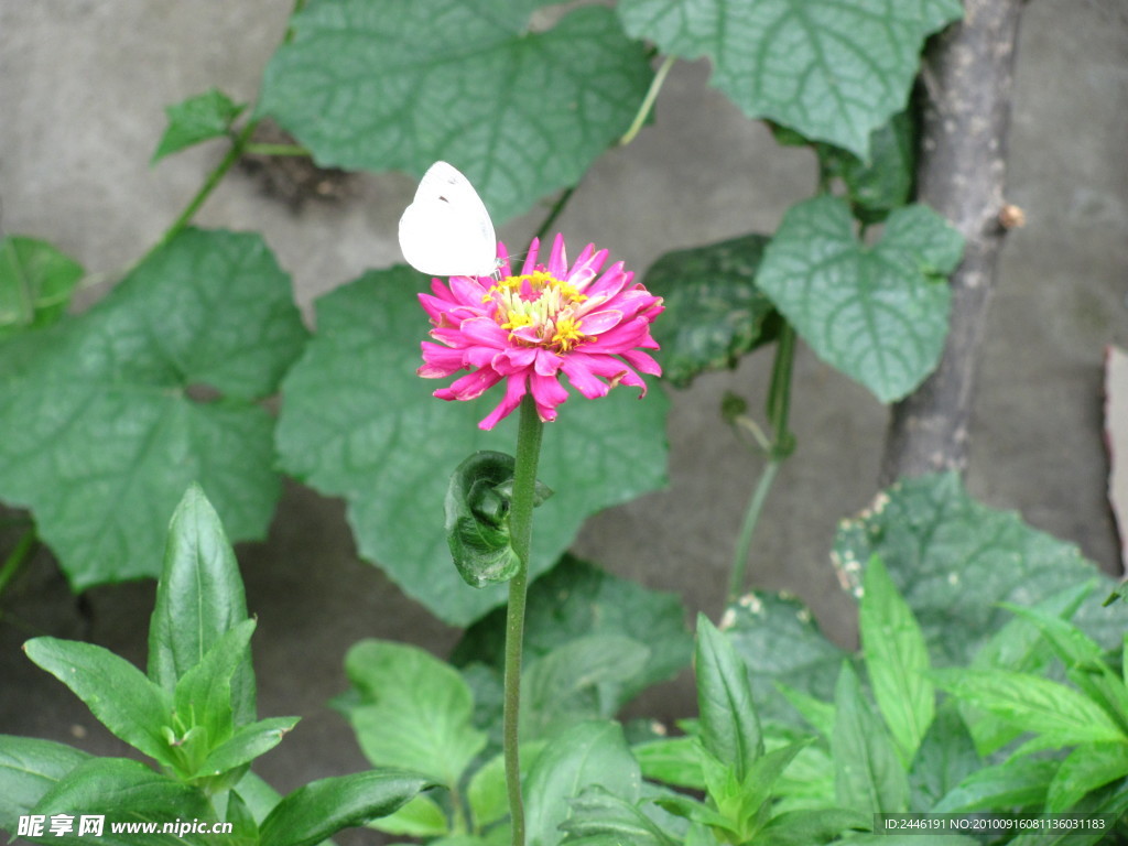 丝瓜旁边花上的蝴蝶