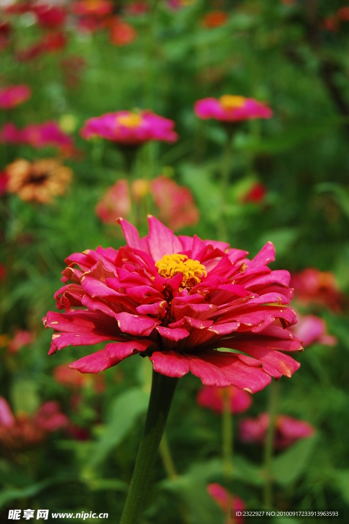 粉色白日菊