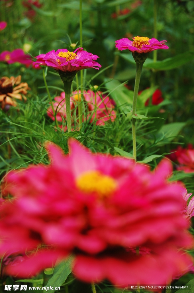粉色白日菊