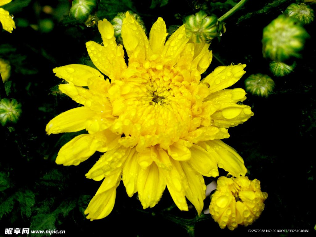 菊花