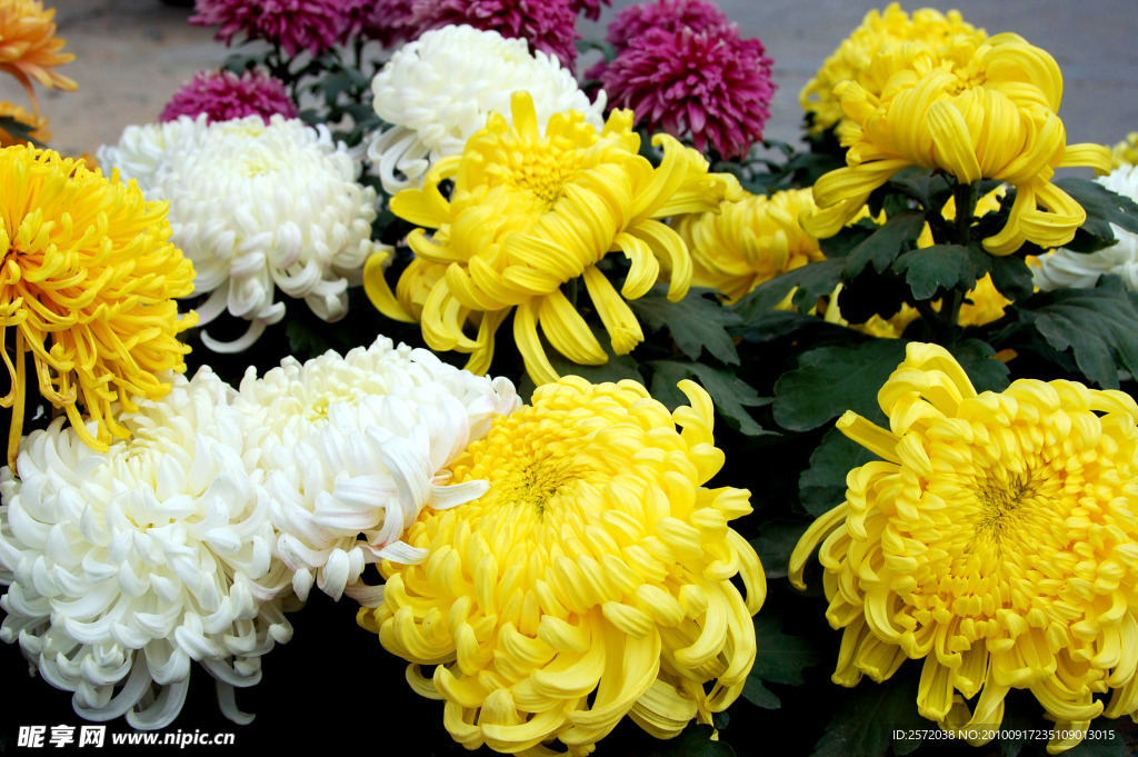 菊花