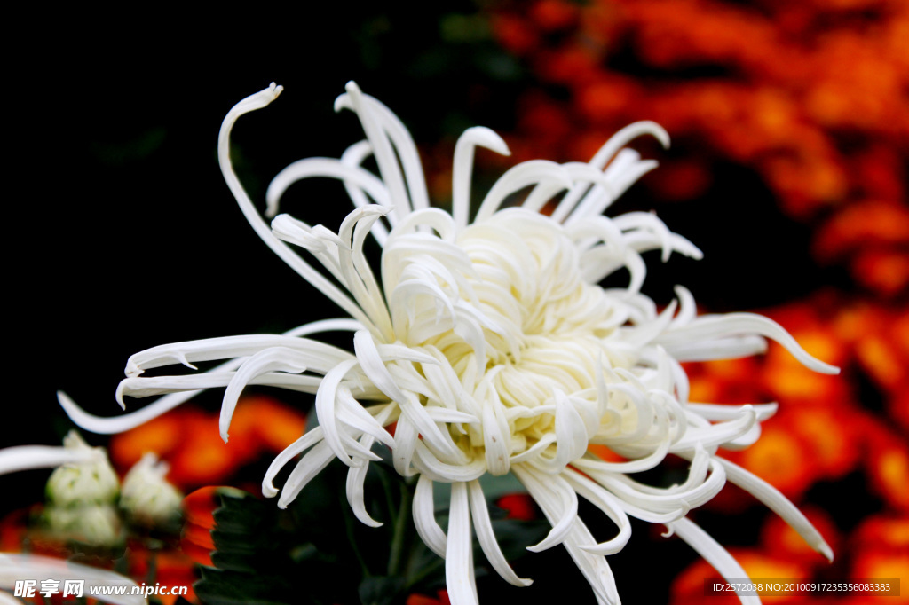 菊花