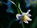 水仙花