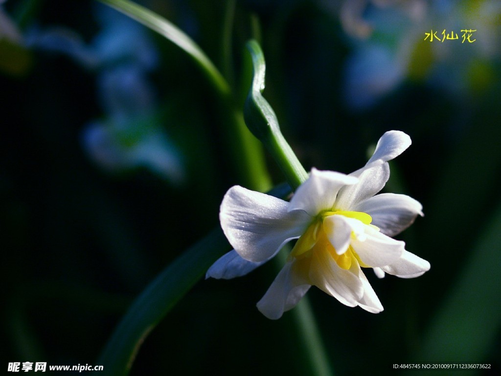 水仙花