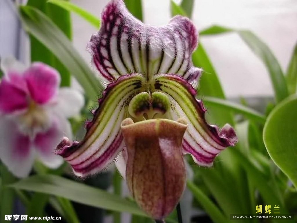 蝴蝶花