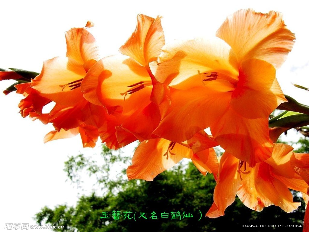 白鹤仙