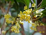 桂花