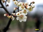 杏花