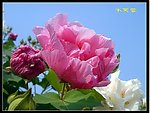 木芙蓉