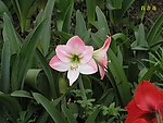 百合花