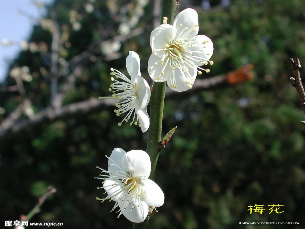 梅花