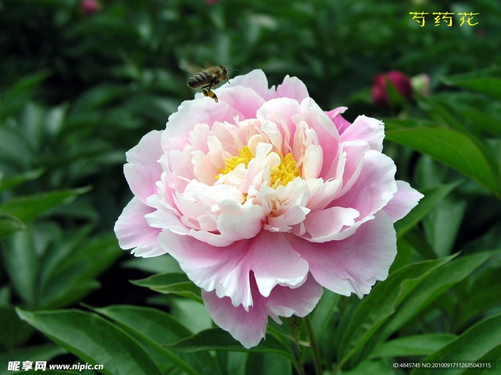 灼药花