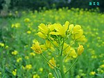 油菜花
