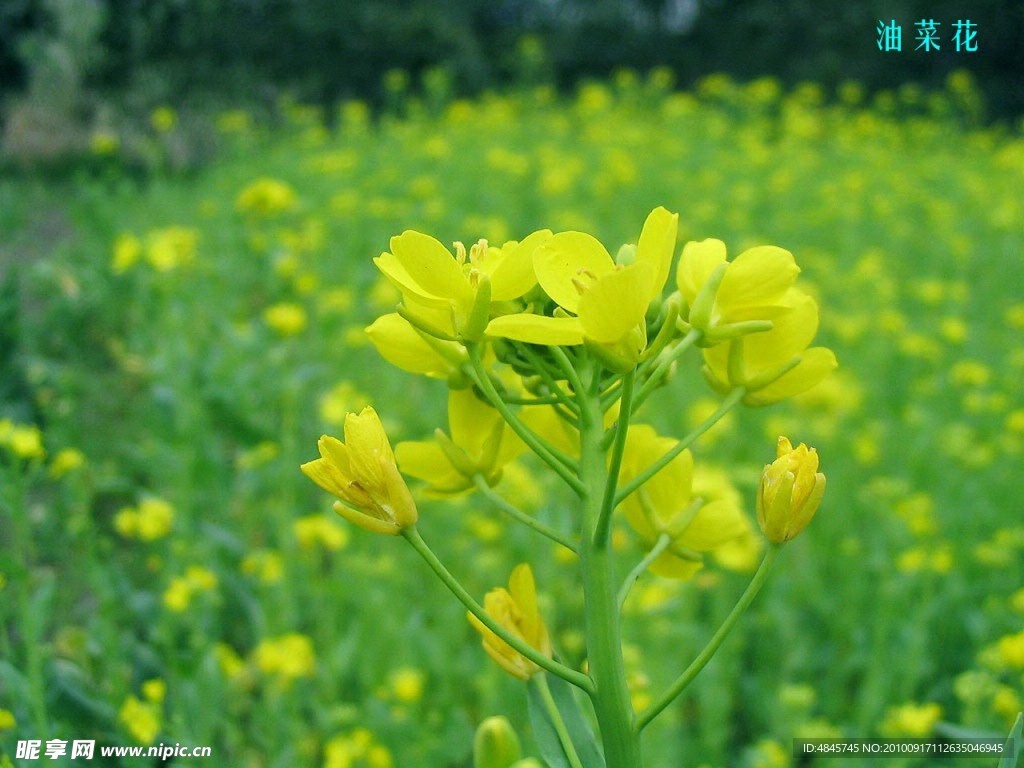 油菜花