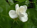 茉莉花