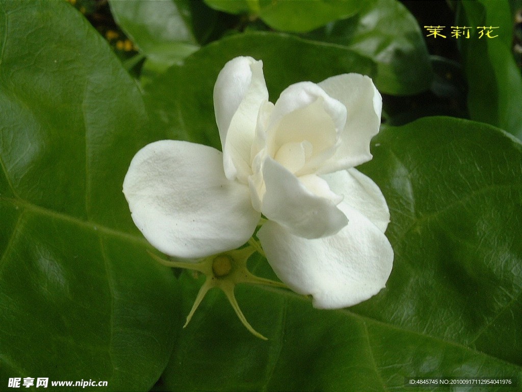 茉莉花