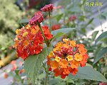 马缨丹花