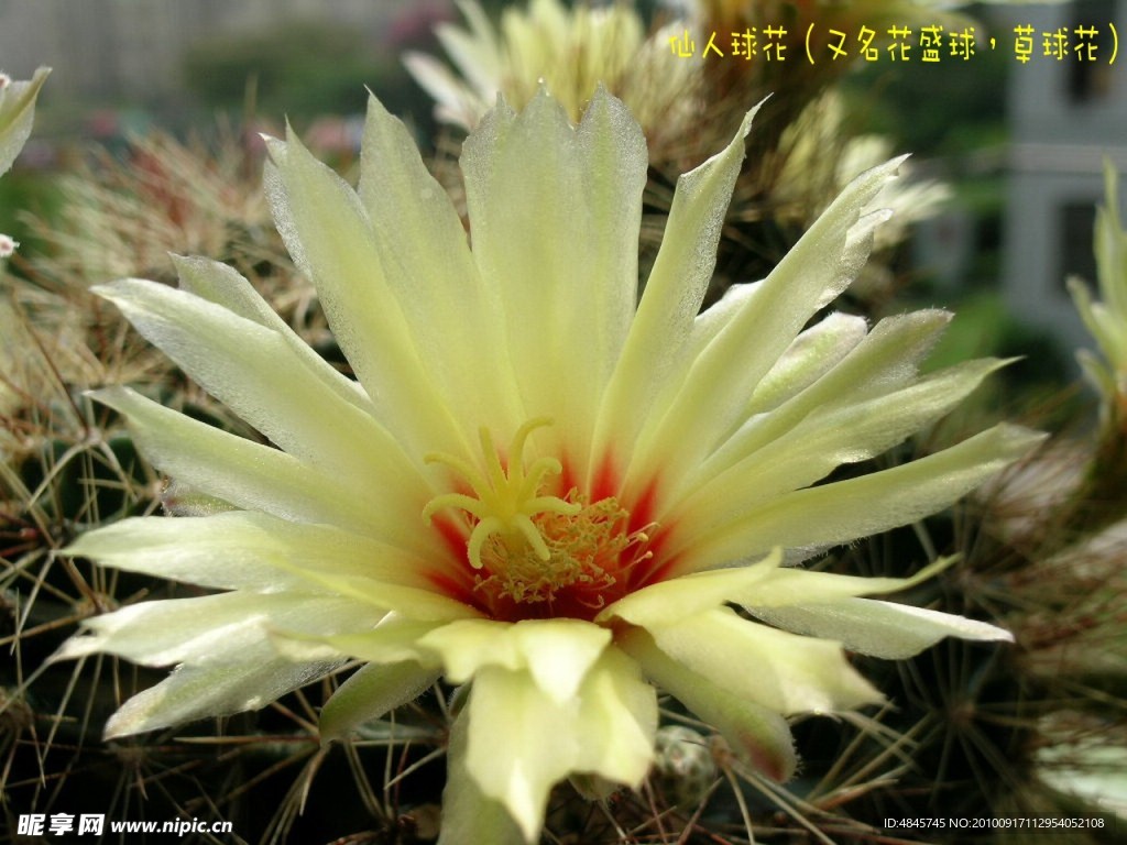 仙人球花