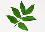 图片素材 植物 叶媚 叶子 花草 摄影图库