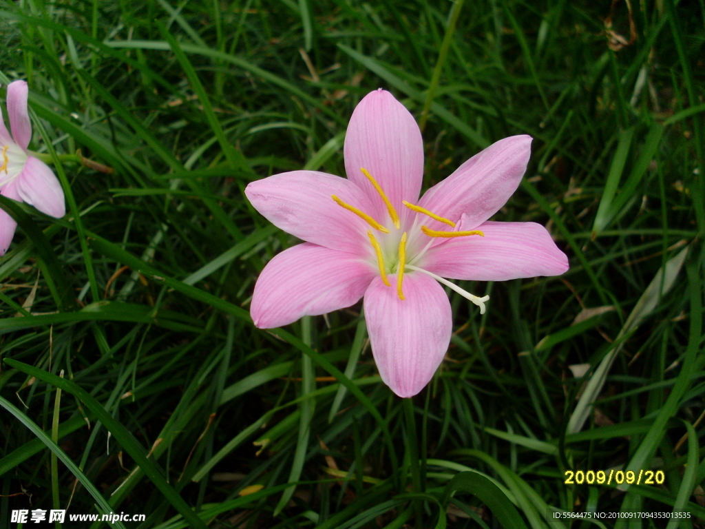 花草