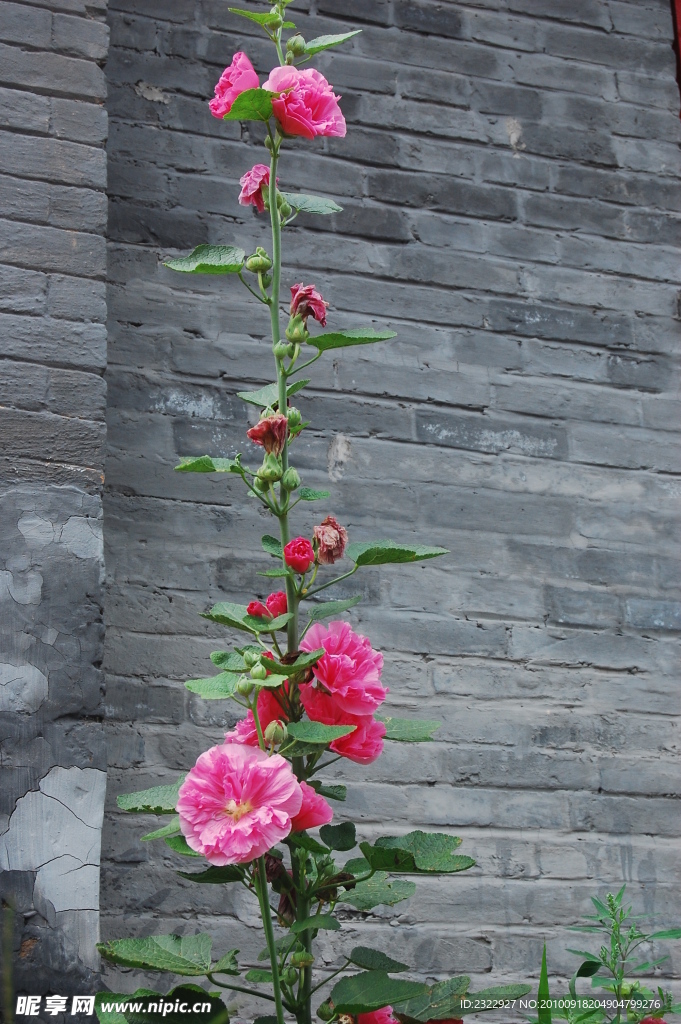 灰墙前的粉色蜀葵
