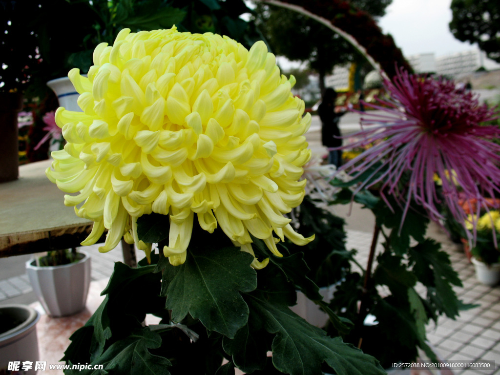 菊花