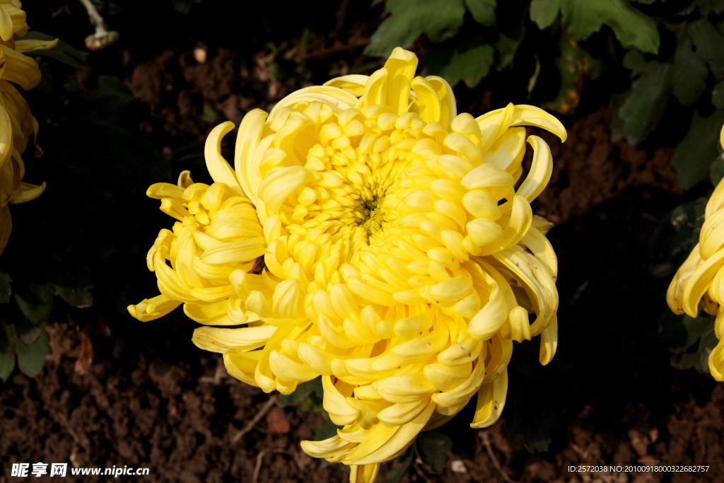 菊花
