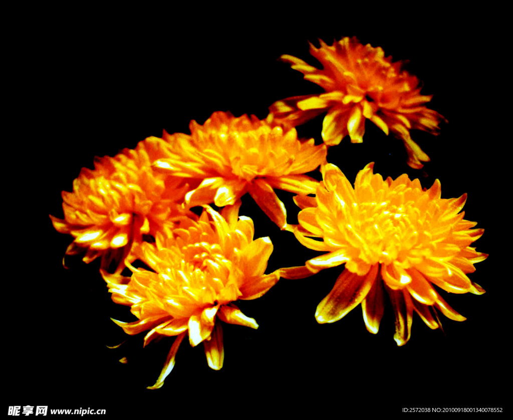 菊花