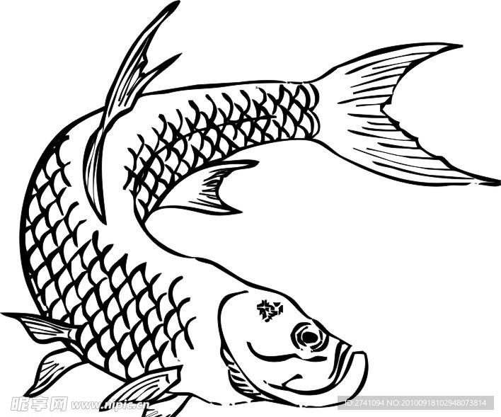 鱼类矢量图