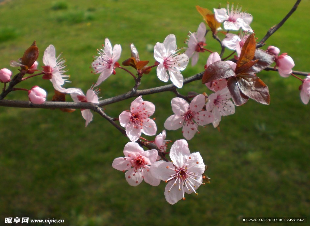 桃花