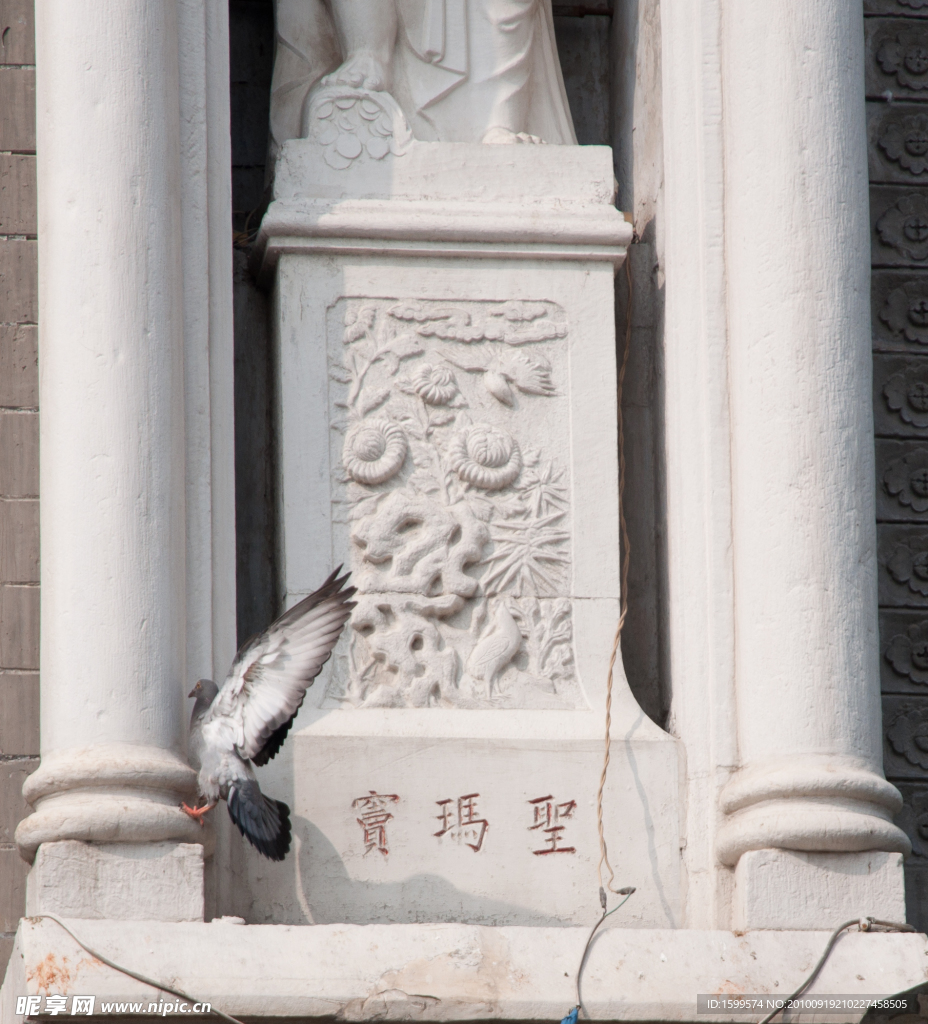 和平鸽