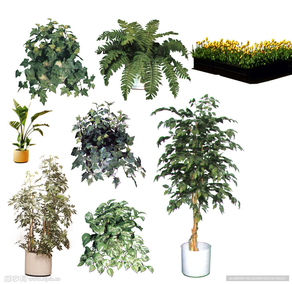 室内近景植物
