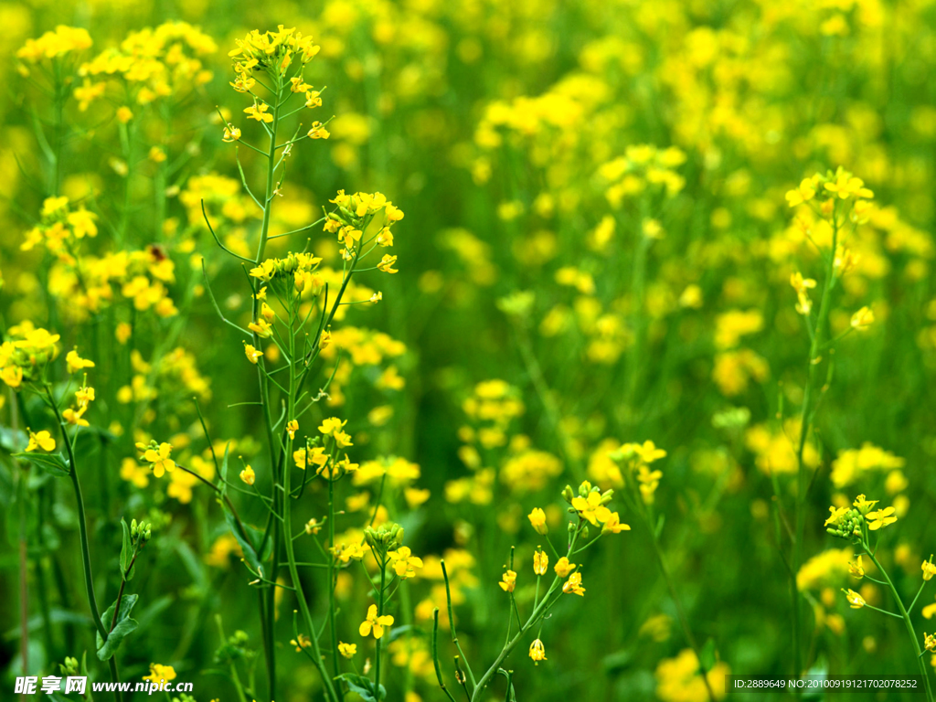 油菜花