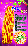 银河33