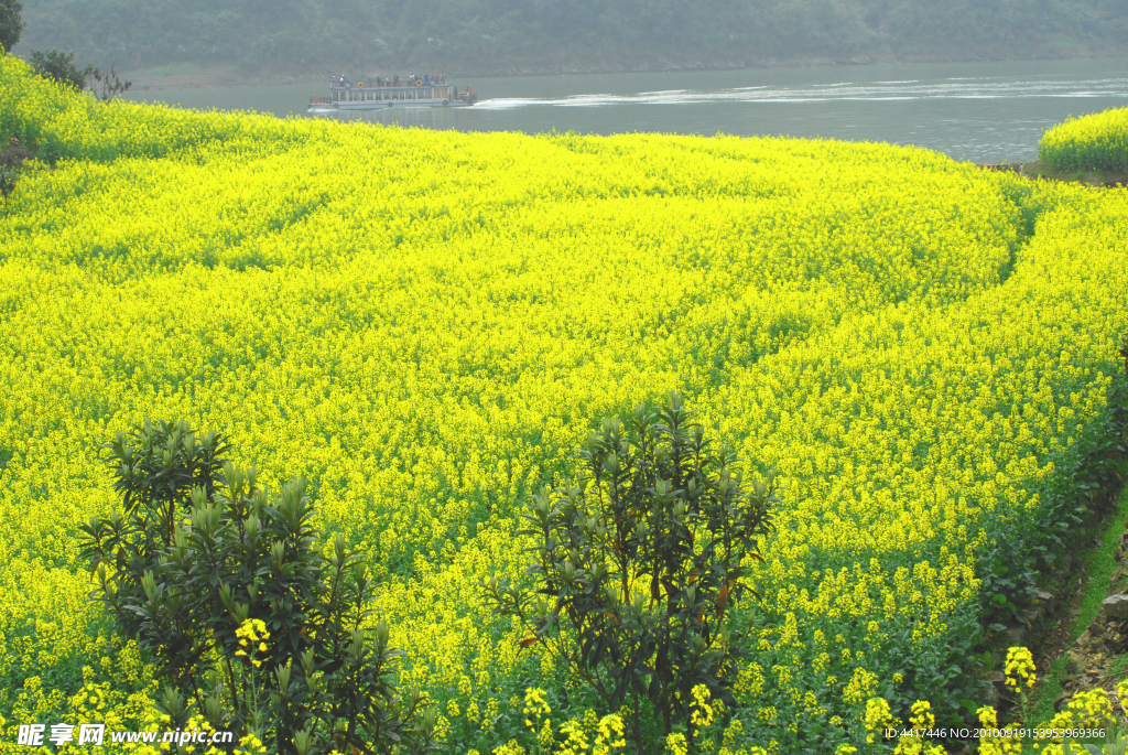 油菜花开