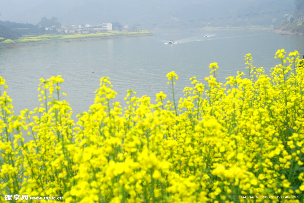 油菜花