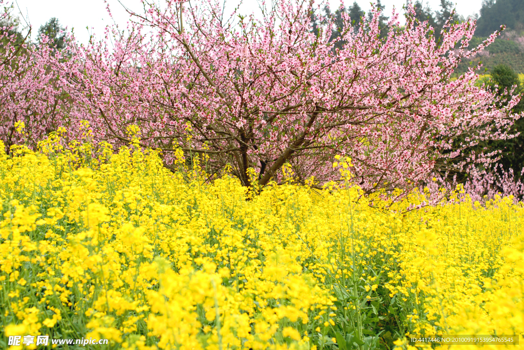 油菜花和桃花开