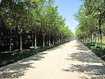 路 树