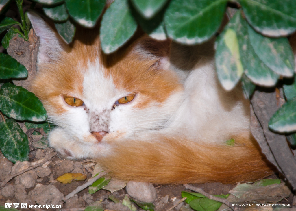 花猫