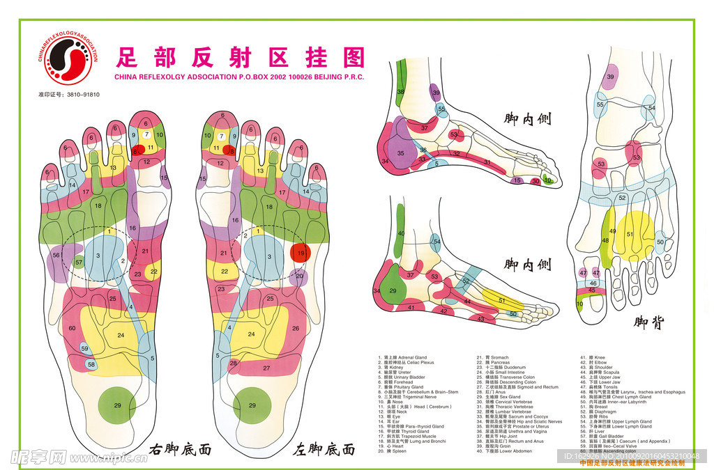 足部反射区挂图