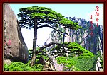 黄山迎客松