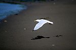 沙滩上的海鸥