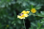 日本黄菊 蜜蜂