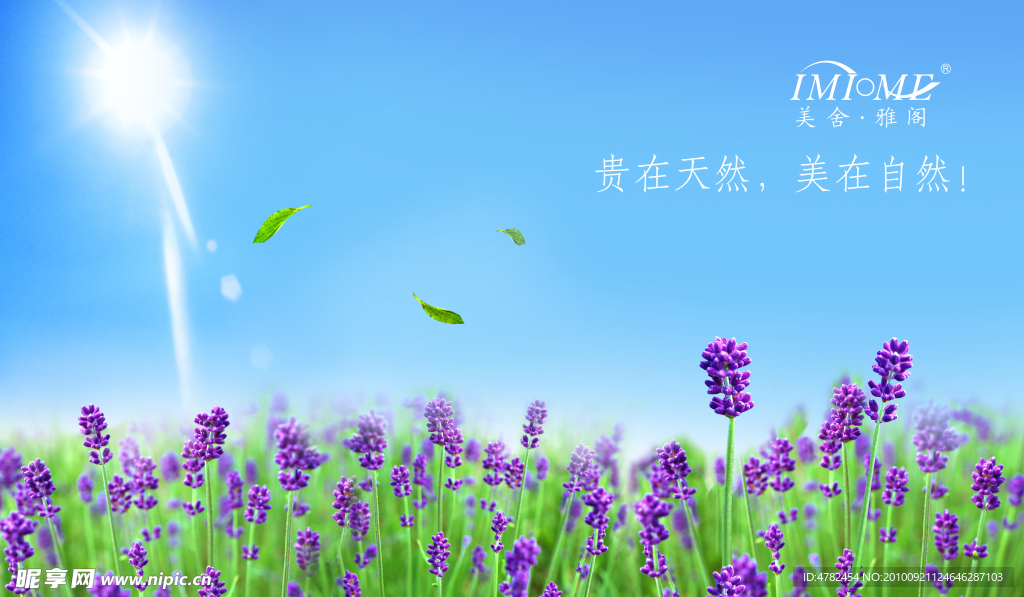 薰衣草横幅